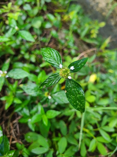 Foto de Poaia