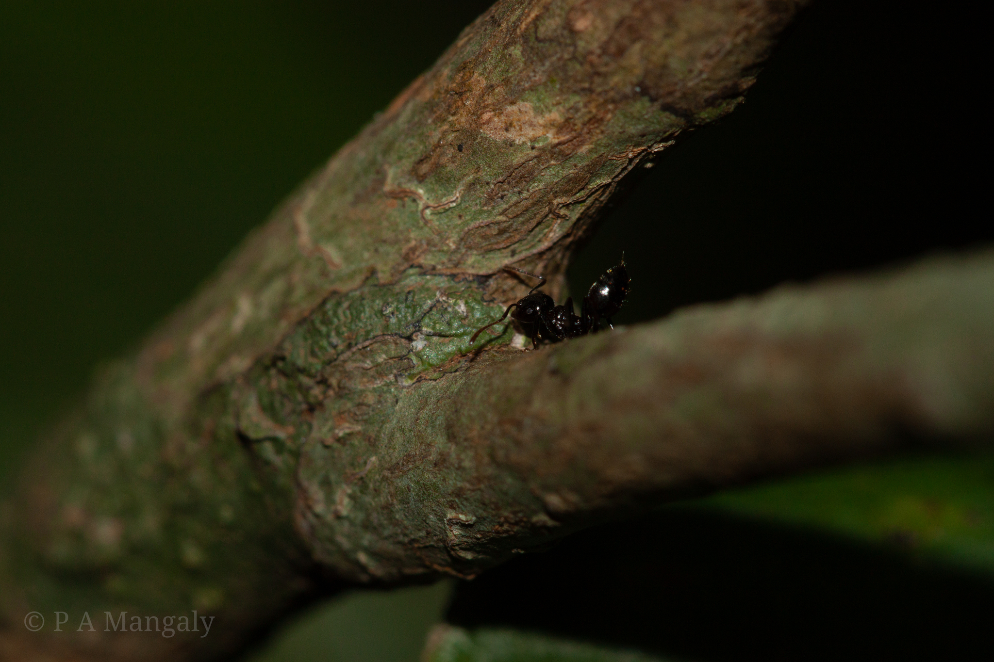 Crematogaster dalyi