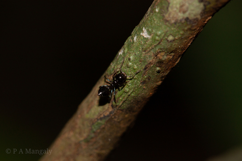 Crematogaster dalyiCrematogaster dalyi