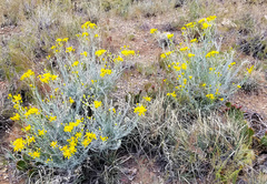 Senecio flaccidus monoensis