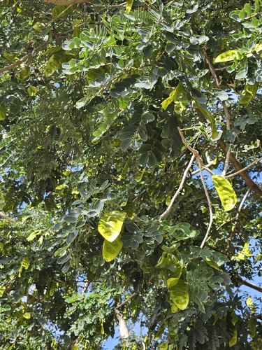 Foto de Sirinqueira