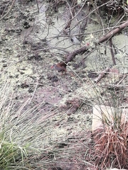 Rallus semiplumbeus