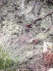 Rallus semiplumbeus