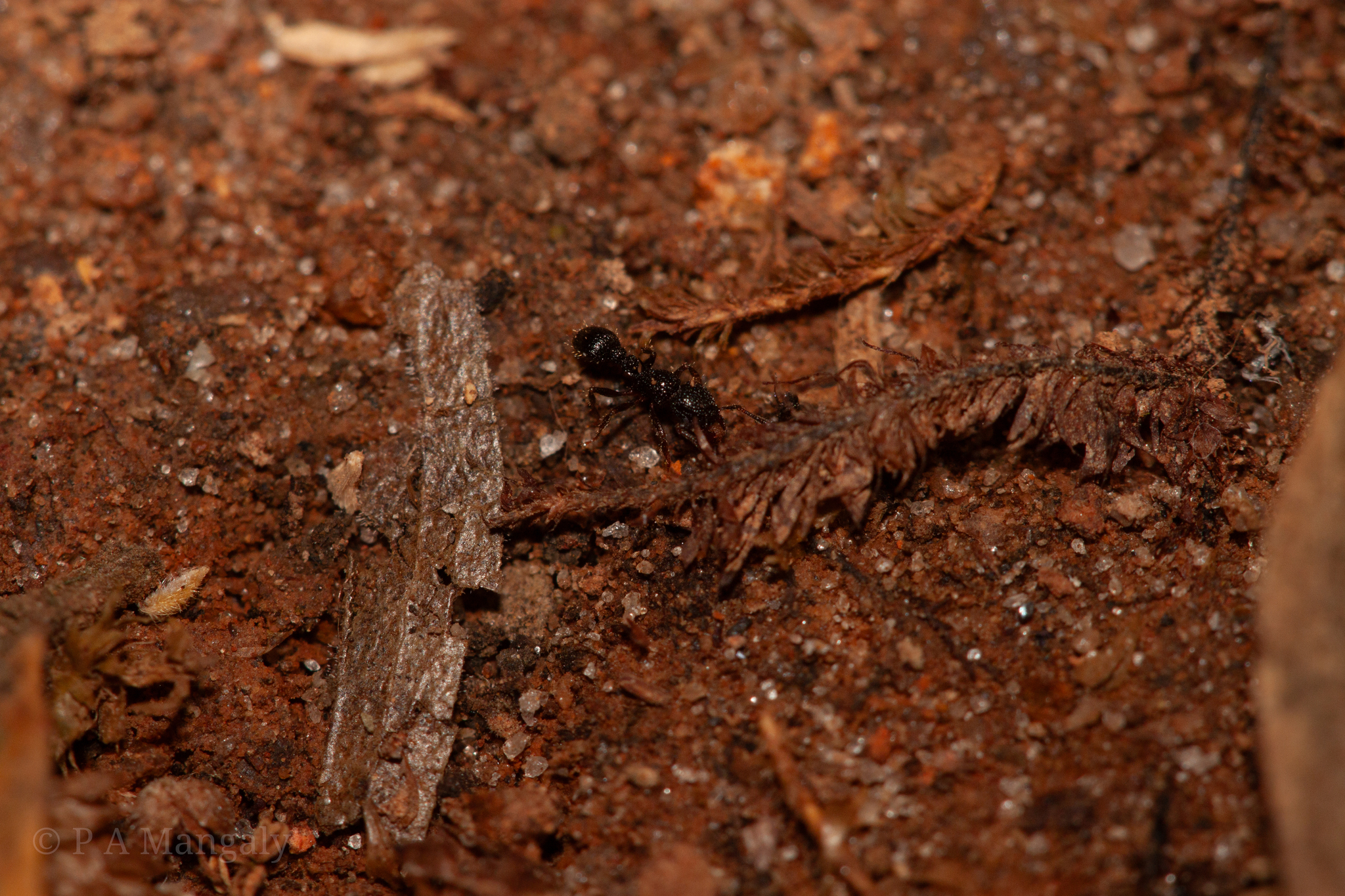 Tetramorium rugigaster