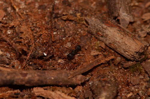 Tetramorium rugigasterTetramorium rugigaster