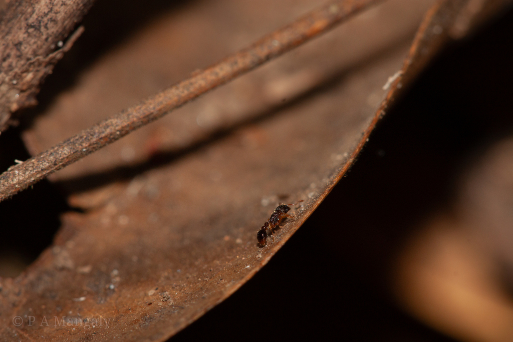 Tetramorium tonganum