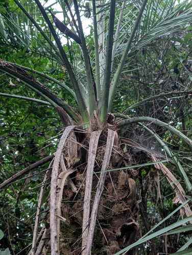 Foto de Tamareira-anã