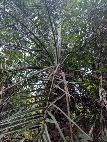 Foto de Tamareira-anã