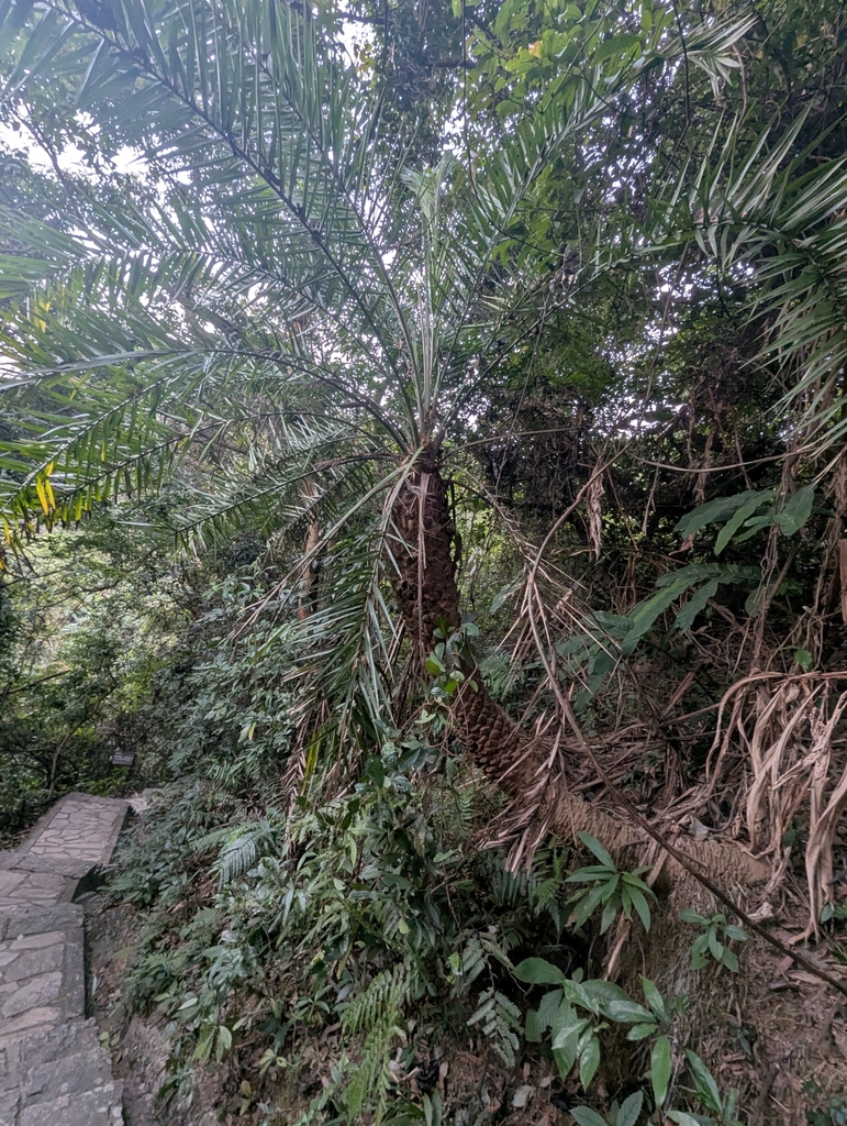 Foto de Tamareira-anã