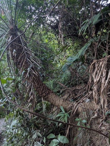 Foto de Tamareira-anã