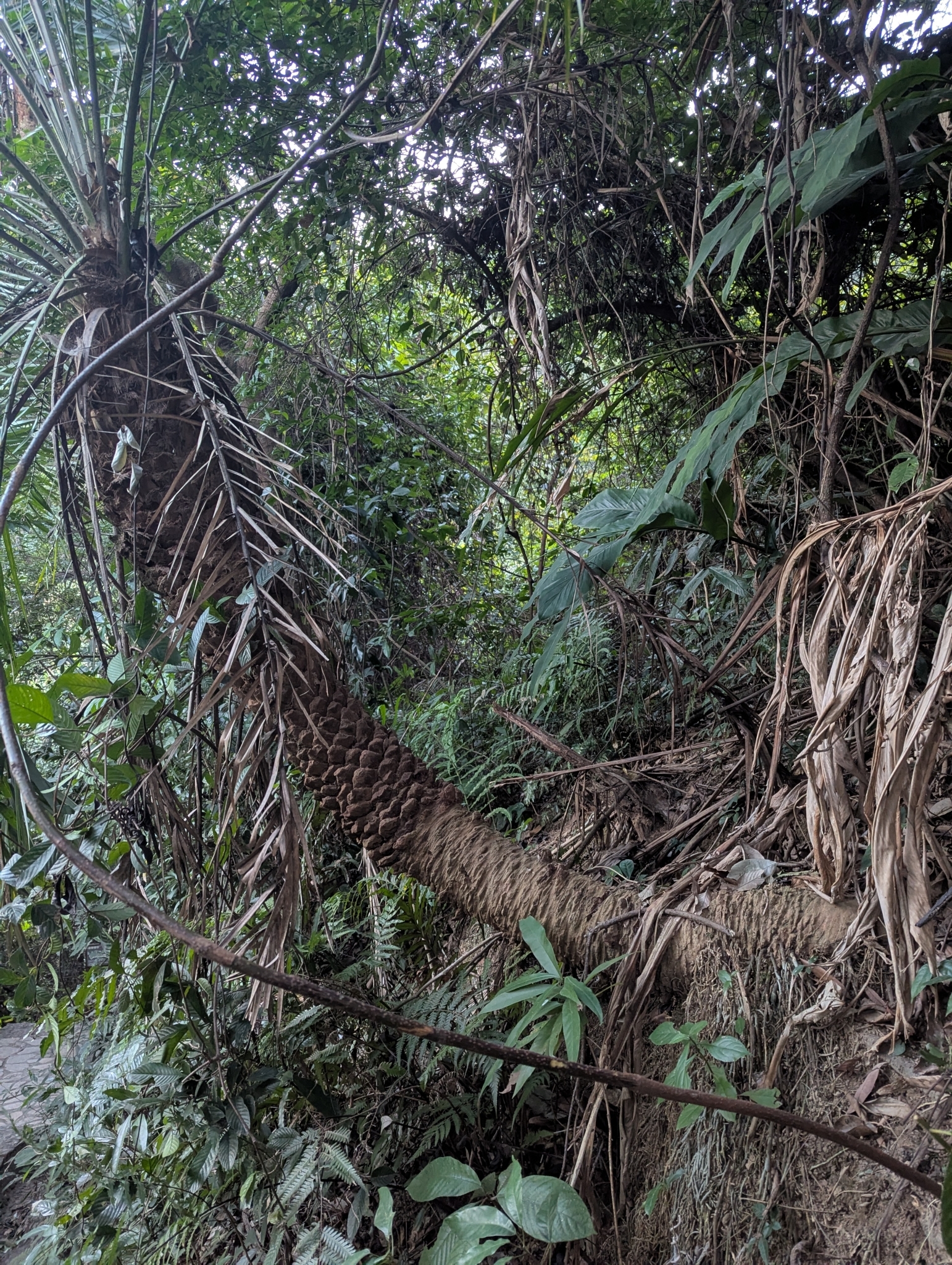Imagem de Tamareira-anã