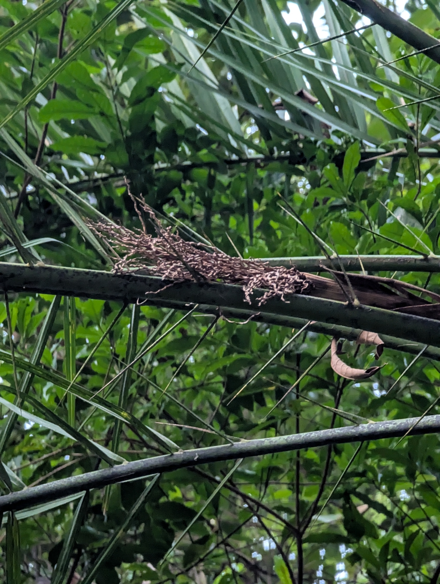 Imagem de Tamareira-anã