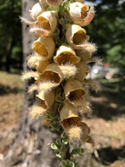 Digitalis ferruginea