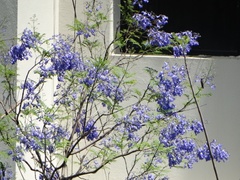 Jacaranda