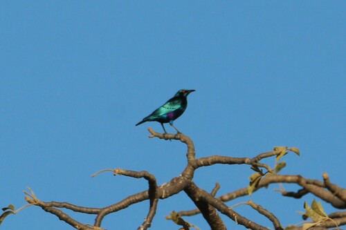 iNaturalist image