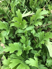 Geum triflorum