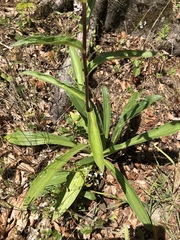 Digitalis ferruginea