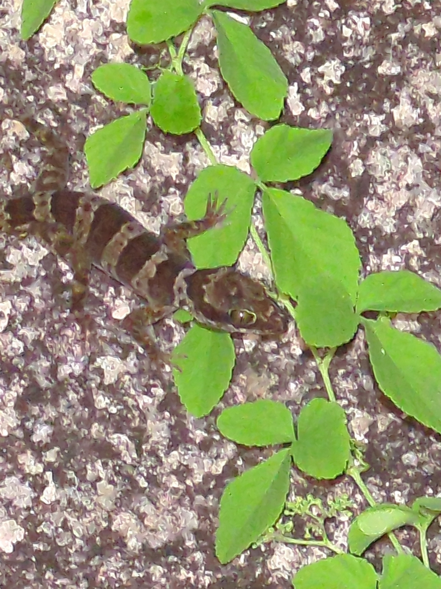 Hoskin's Ring-Tailed Gecko photo 4