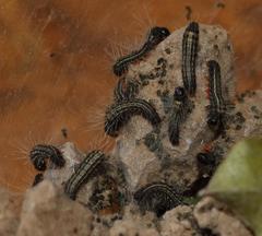 Bombycomorpha bifascia