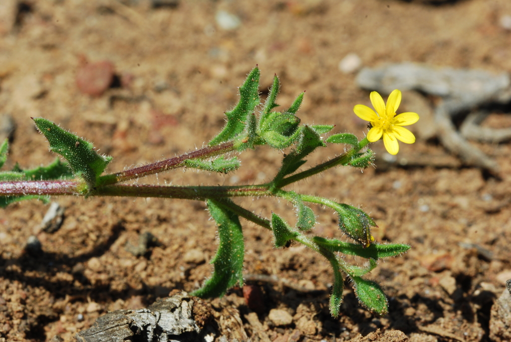 Weedy Buchu Boneseed