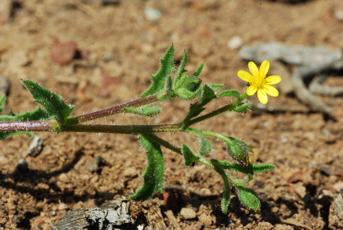 Osteospermum calendulaceum L.fil.