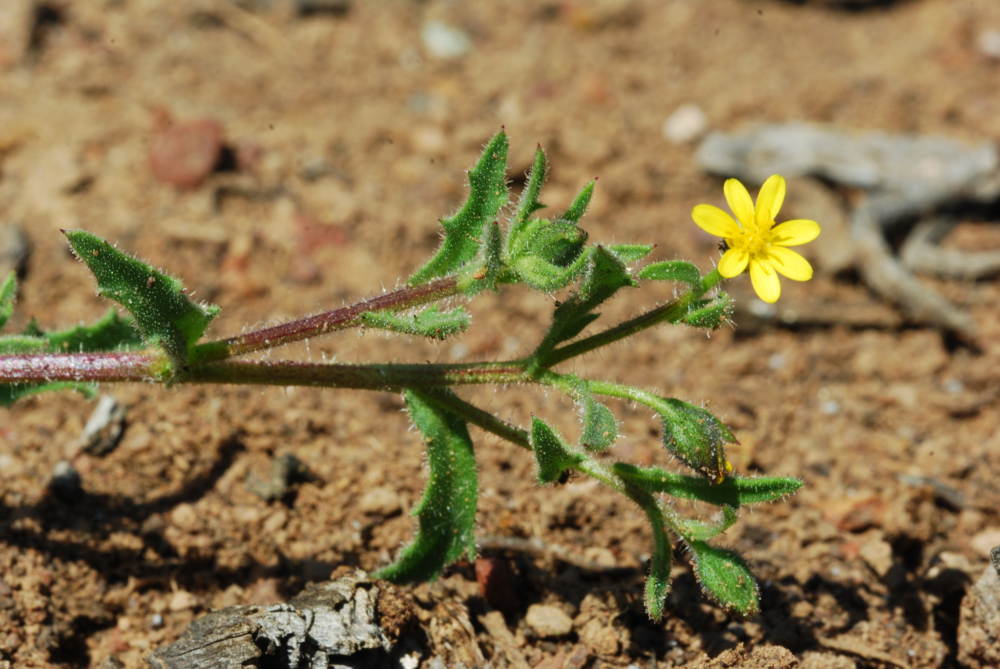 Osteospermum calendulaceum