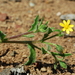 Osteospermum calendulaceum - Photo (c) Robert McKenzie, algunos derechos reservados (CC BY-NC), subido por Robert McKenzie