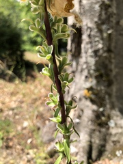 Digitalis ferruginea