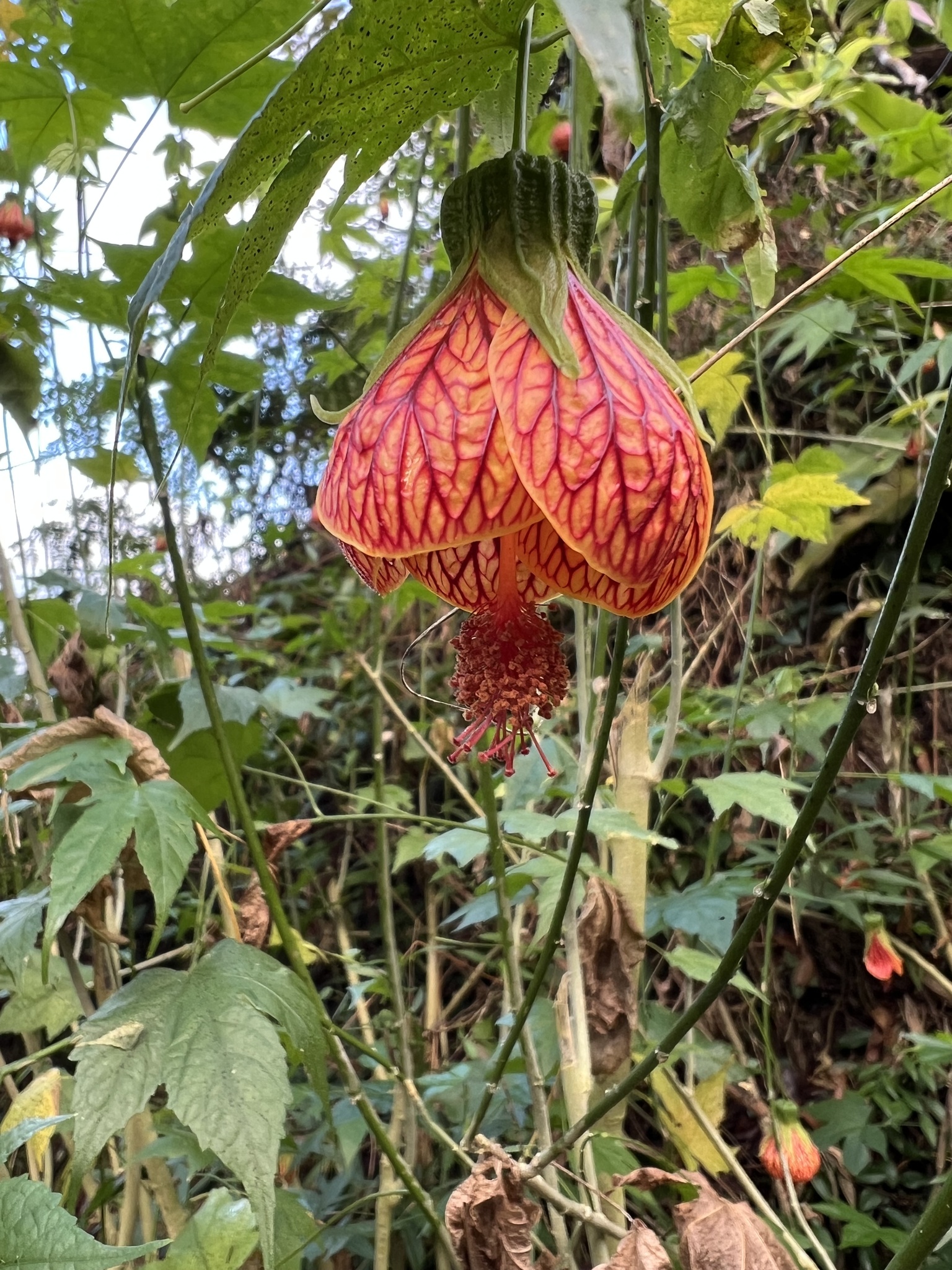 Imagem de Abutilon