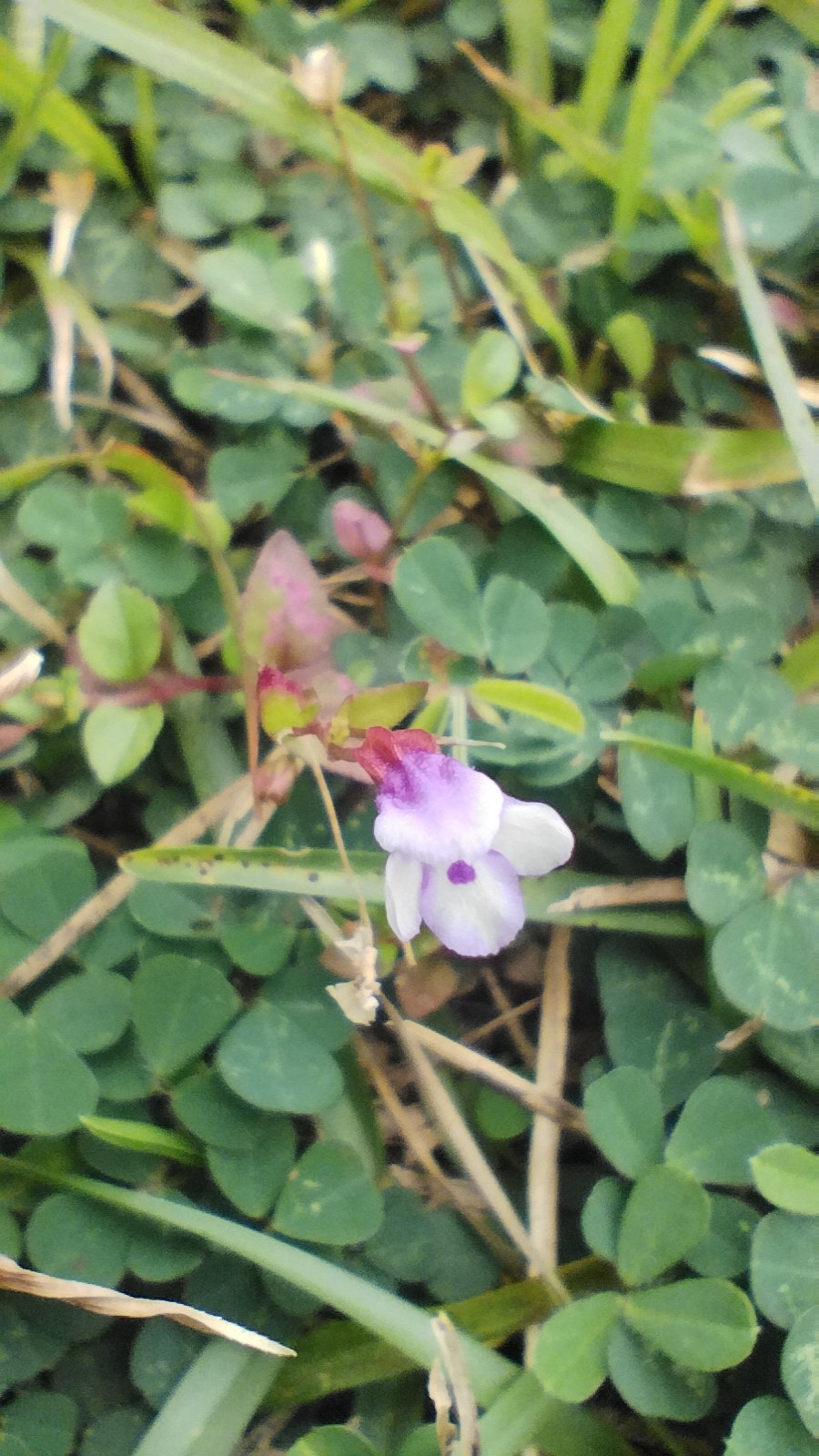 Imagem de Torenia