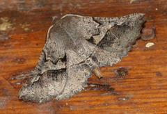 Drepanogynis sinuata