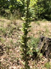 Digitalis laevigata laevigata