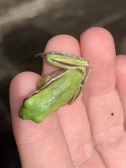 Hyla cinerea