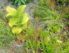 Veratrum viride