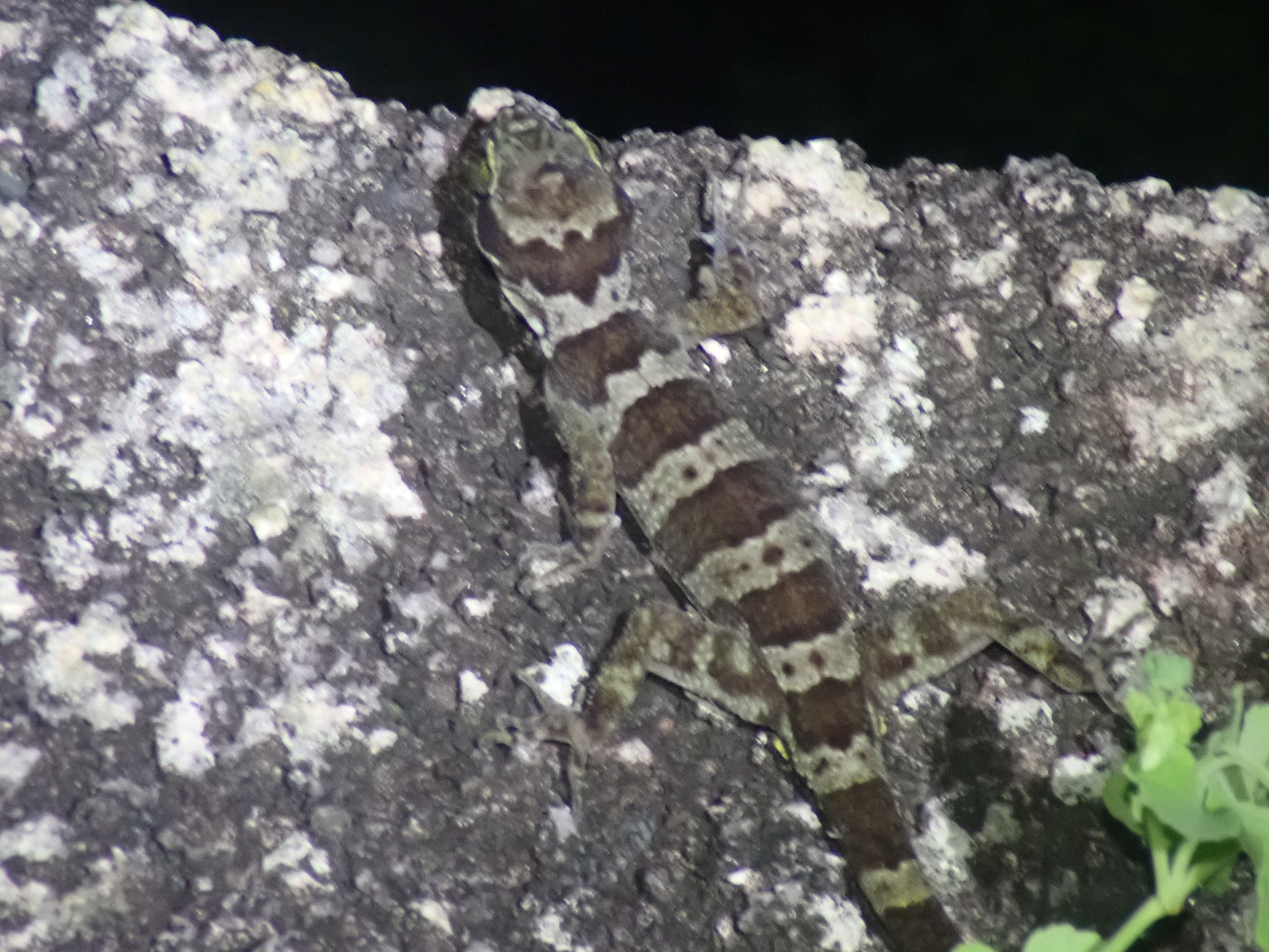 Hoskin's Ring-Tailed Gecko photo 2