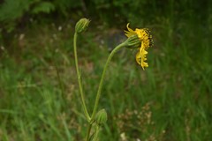Kyhosia bolanderi