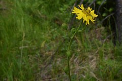 Kyhosia bolanderi