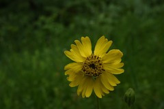 Kyhosia bolanderi