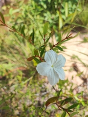 Cambodian Spiral Flower (Spirolobium cambodianum)