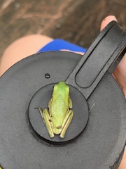 Hyla cinerea