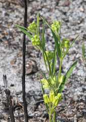 Asclepias pedicellata