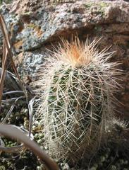 Echinocereus reichenbachii baileyi