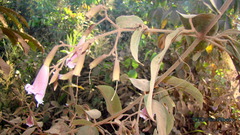 Fridericia nicotianiflora