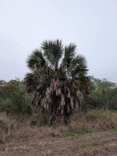 Foto de Palmeira-mexicana