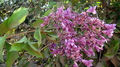 Fridericia patellifera