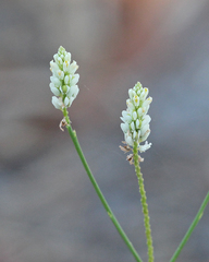 Polygala setacea