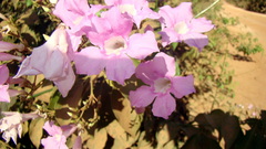 Fridericia platyphylla