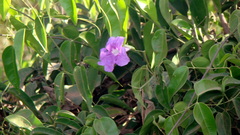 Bignonia corymbosa