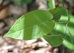 Gonolobinae