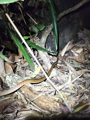Brown Tree Snake sighting